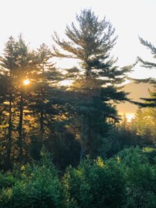 Pine Trees in Pine Barrens, New Jersey